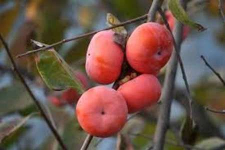 آغاز برداشت خرمالو در فارس