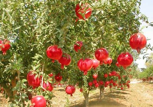 نگاه جهانی به یاقوت چرم پوش ایران /فارس، برترین تولید کننده انار