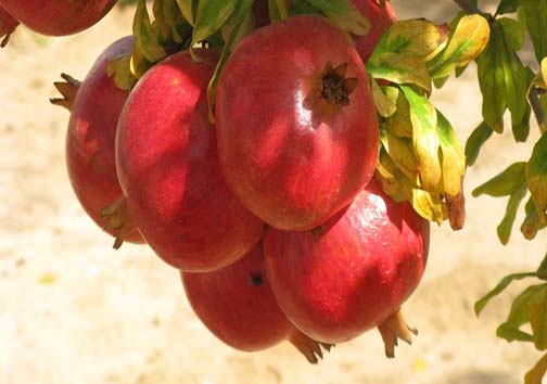 نگاه جهانی به یاقوت چرم پوش ایران /فارس، برترین تولید کننده انار