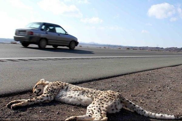 ۲۲ جاندار در کردستان تلف شدند