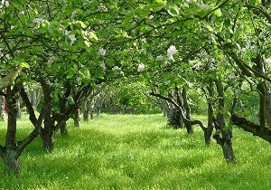 بیمه محصولات کشاورزی تضمین گر رونق تولید در اردبیل