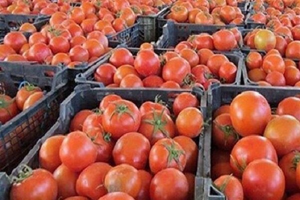 بارش های اخیر بر گرانی گوجه فرنگی دامن زد