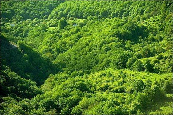 افزایش ۲۰۰ هکتاری جنگل&zwnj;های شهرستان نهاوند
