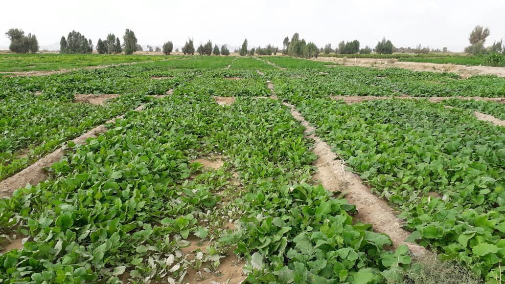 شهرستان خاش کانون تولید سبزیجات برگی در استان سیستان وبلوچستان