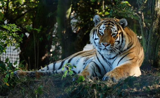 دانستنی&zwnj;های کوتاه و جالب درباره حیوانات