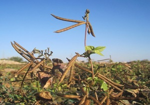 برداشت ماش در شهرستان ایذه