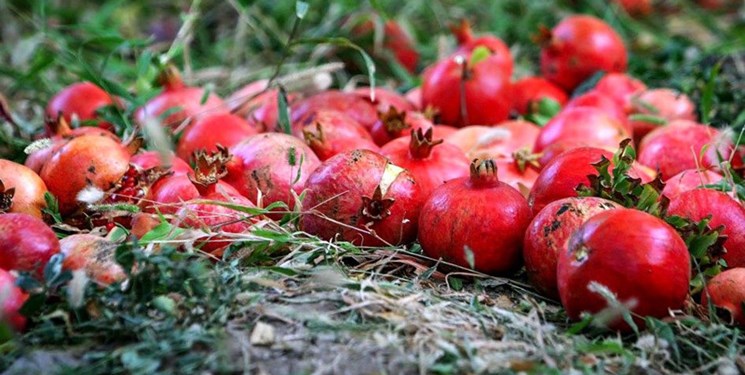 آغاز برداشت انار از باغات شهرستان سردشت/پیش بینی برداشت ۱۳۵۰ تن انار
