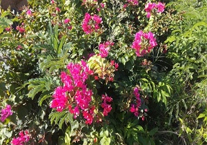 بستان، سبز می‌شود