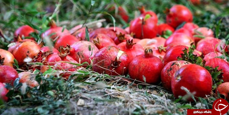 امتناع وزیر راه از کلنگ زنی فاز سوم پایانه رازی /فتح توئیتر فارسی توسط فعالان فضای مجازی /سهم بالای آذربایجان غربی در طرح اقدام ملی ساخت راه&zwnj;های روستایی