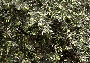 شروع برداشت زیتون روغنی در استان قزوین