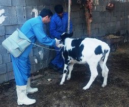 واکسیناسیون دام‌ها در مناطق زلزله زده آذربایجان‌شرقی پایان یافت