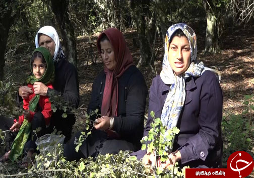 ثبت خاطرات خوش با سفر پاییزی به مازندران + فیلم