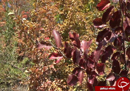 ثبت خاطرات خوش با سفر پاییزی به مازندران + فیلم