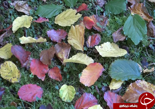 ثبت خاطرات خوش با سفر پاییزی به مازندران + فیلم