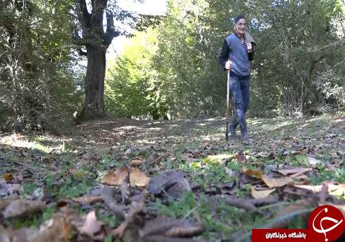 ثبت خاطرات خوش با سفر پاییزی به مازندران + فیلم