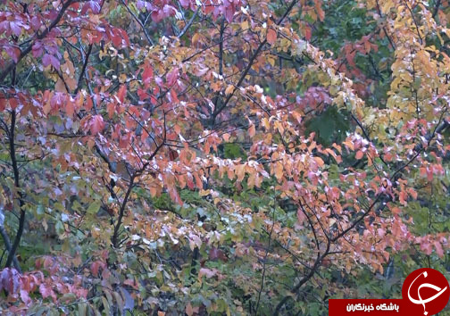ثبت خاطرات خوش با سفر پاییزی به مازندران + فیلم
