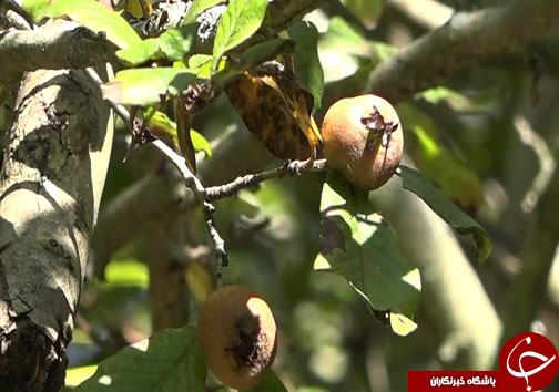 ثبت خاطرات خوش با سفر پاییزی به مازندران + فیلم