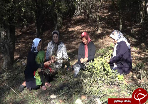 ثبت خاطرات خوش با سفر پاییزی به مازندران + فیلم
