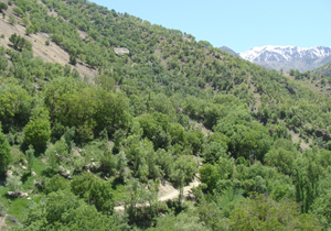 کشت بذر درختان بنه و بادام کوهی در مرودشت