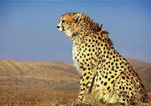 طرح سرشماری پستانداران شاخص در پلدختر آغاز شد