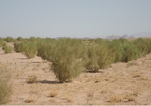 تصویب ۷۸ میلیارد و ۳۰۰ میلیون تومان اعتبار برای مقابله با بیابان زایی
