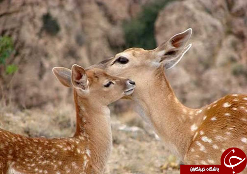 راهی برای نجات گوزن&zwnj;های زرد ایرانی + فیلم