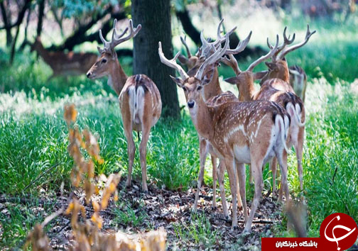 راهی برای نجات گوزن&zwnj;های زرد ایرانی + فیلم