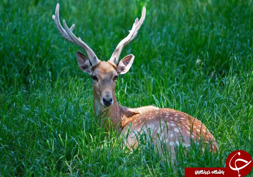 راهی برای نجات گوزن&zwnj;های زرد ایرانی + فیلم
