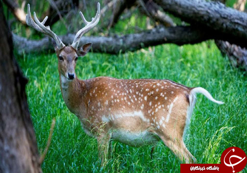 راهی برای نجات گوزن&zwnj;های زرد ایرانی + فیلم