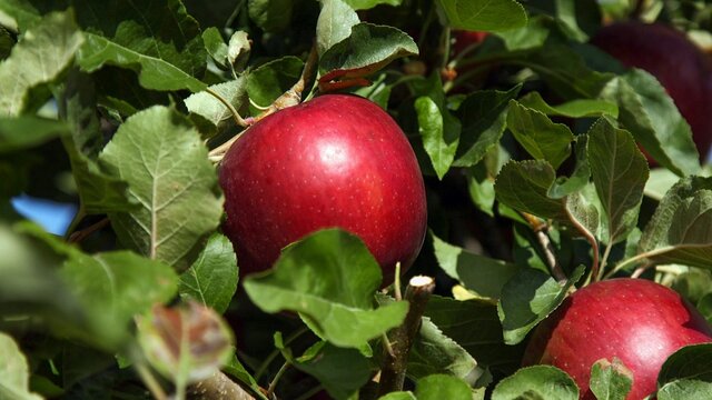 تولید سیبی که تا یک سال تازه می&zwnj;ماند
