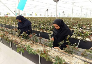 آغاز فعالیت گلخانه گل رز هلندی در روستای دورک قنبری