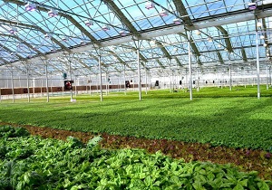 گلخانه‌ها و کشت‌های متراکم در اولویت دریافت تسهیلات