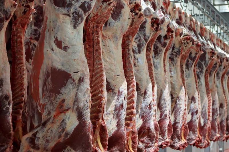 سالانه بیش از ۸ هزار تن گوشت قرمز توسط عشایر ایلام تولید می‌شود