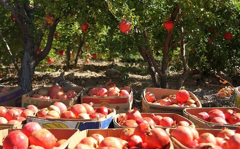 برداشت بیش از ۹۴ هزار تن انار از باغات خراسان رضوی