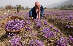خرید بیش از ۴ تن زعفران خرید حمایتی در تربت جام
