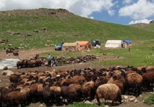 ۳۸ درصد دام عشایر اردبیل زیرپوشش بیمه قرار دارند