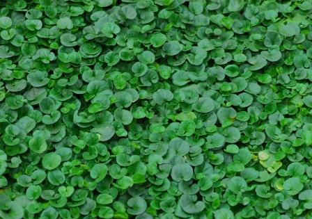 برداشت شبدربرسیم از زمین&zwnj;های کشاورزی نیکشهر آغاز شد