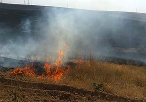 علت آتش‌سوزی جنگل گلستان اعلام شد