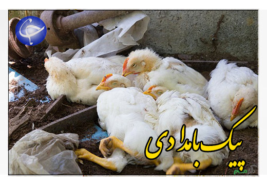 آنفلوانزای فوق حاد در تور شکارچیان غیرقانونی + صوت