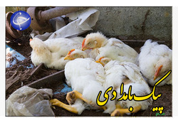 مرگ مرموز بیش از ۴۰۰۰ پرنده در تالاب میانکاله + فیلم