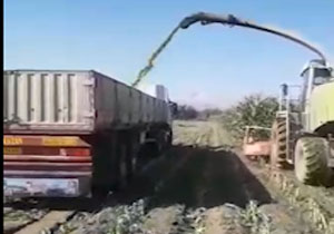برداشت ذرت علوفه‌ای در فاریاب + فیلم
