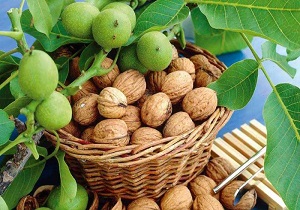 سروآباد بیشترین تولید گردو را در سطح استان دارد