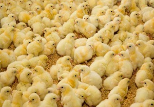پیش بینی تولید سه میلیون و ۸۰۰ هزار قطعه جوجه ریزی در چند ماه آینده/انجام ۲۷ میلیون قطعه جوجه‌ ریزی در لرستان