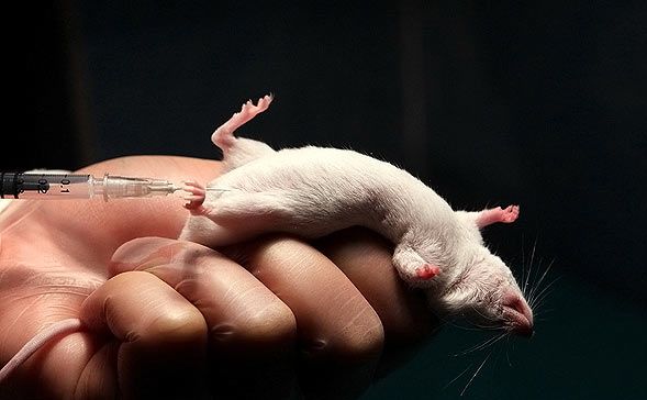 حیوانات آزمایشی