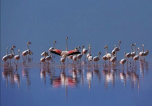 آغار به کار اولین باشگاه پرنده نگری در اردبیل