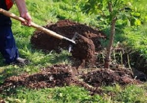 کاشت  ۲ هزار اصله نهال در محل پادگان تیپ ۳۲۱ هجومی شهید اشراف مرند