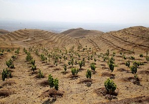 پیوستن محیط زیست به طرح بسیج همگانی ۱۴ میلیون نهال