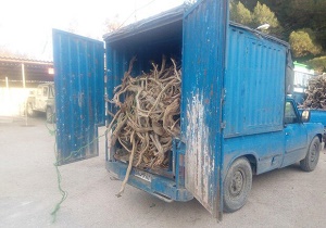 دستگیری۳۰ قاچاقچی چوب در شاهرود