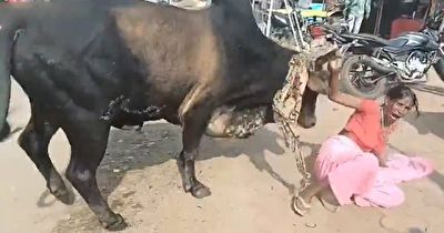حمله گاو خشمگین به ۳۶ نفر + فیلم