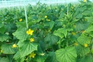 تولید وپرورش درخت پالونیا بصورت گلخانه‌ای در شهر یامچی